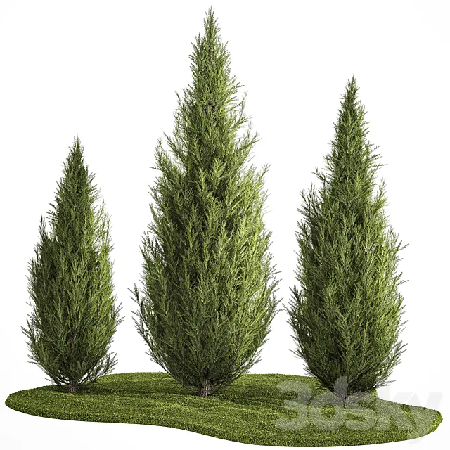 Decorative trees for garden and landscaping thuja cypress. Set 1159. 3D Model