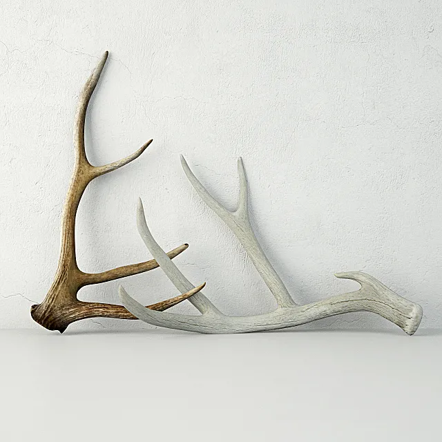 Deer Antlers 3D Model