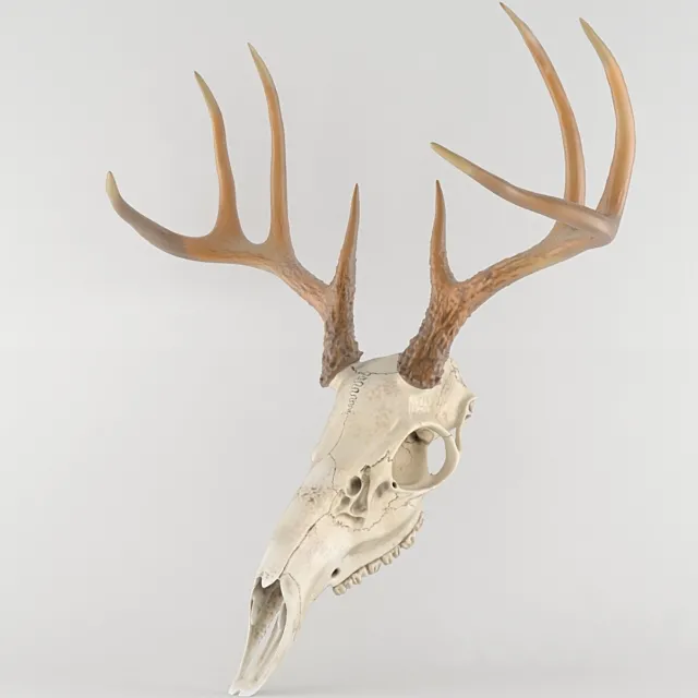 Deer deer skull scull 3D Model