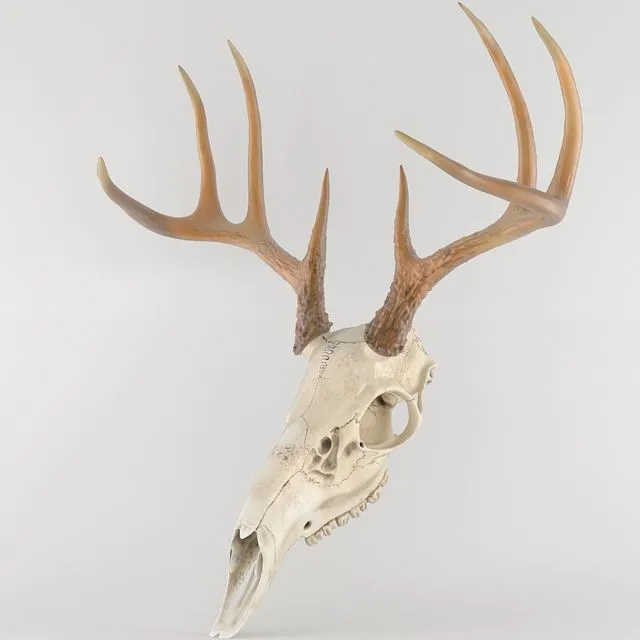 Deer deer skull skull 3D Model