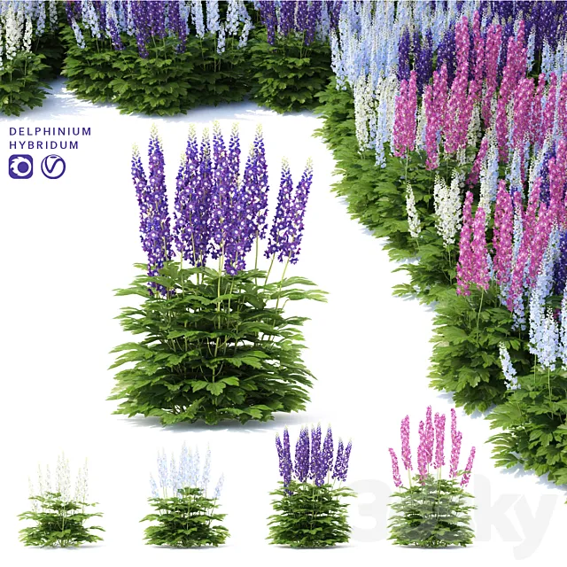 Delphinium hybrid flowers | Delphinium hybridum 3DModel
