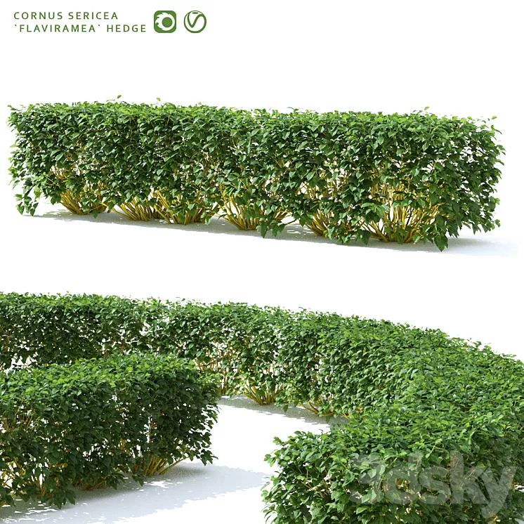 Derain hedge | Cornus sericea `Flaviramea` 3D Model