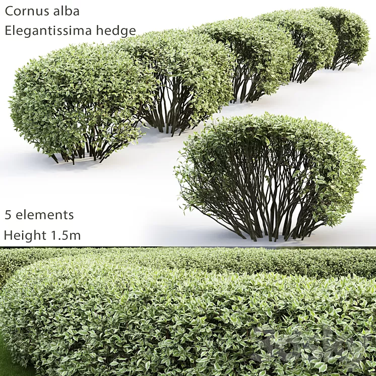Derain white Elegantissima | Cornus Alba Elegantissima hedge # 2 3D Model