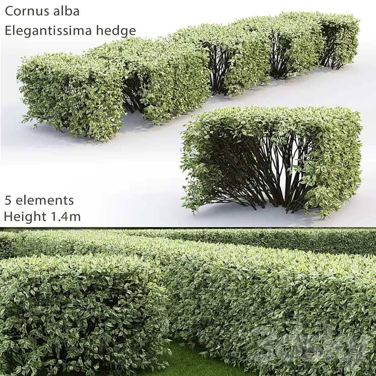 Derain white Elegantissima | Cornus Alba Elegantissima hedge # 3 3D Model