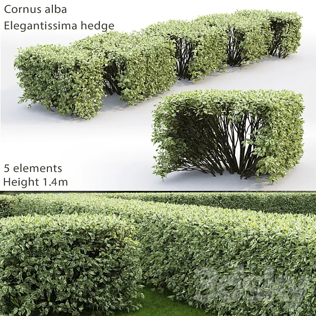 Derain white Elegantissima | Cornus Alba Elegantissima hedge # 3 3DModel
