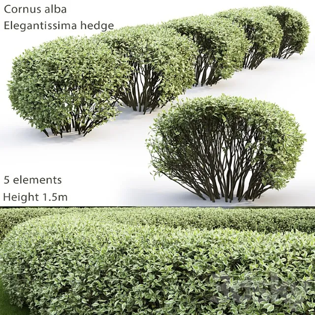 Deren Belyi Elegantissima Cornus Alba Elegantissima Hedge 2 3D Model Free
