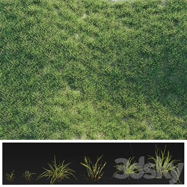 Details Grass 3DModel