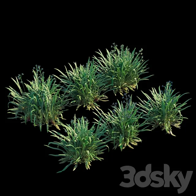 Dianella caerulea 3D Model