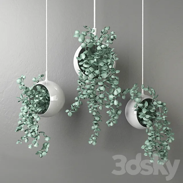 Dichondra in a hanging flowerpot # 2 3DModel