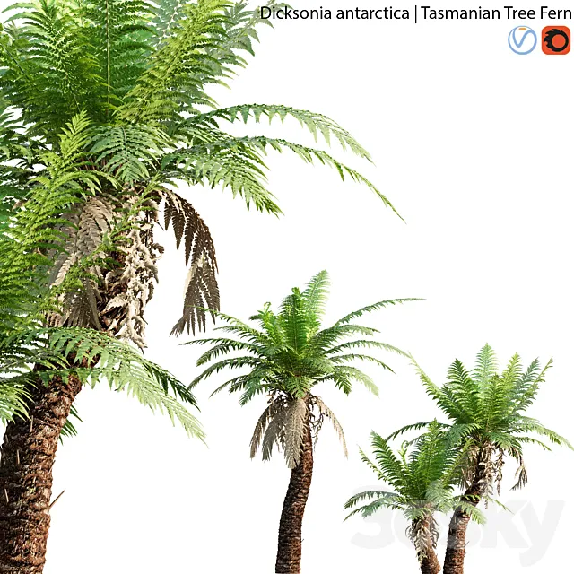Dicksonia antarctica - Tasmanian Tree Fern - 01 3D Model
