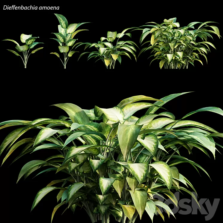 Dieffenbachia amoena 3D Model