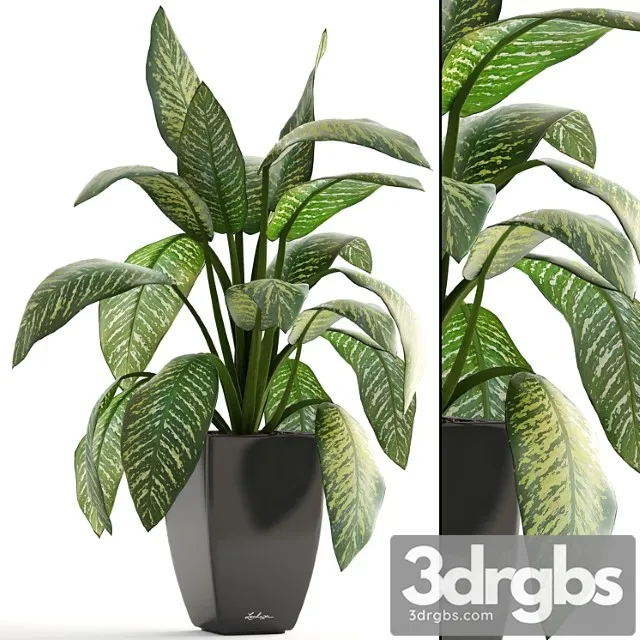 Dieffenbachia Pot Flowerpot Interior Plant Bush 3D Model Free