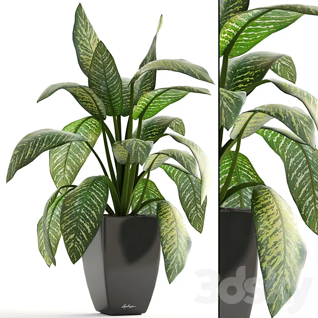 Dieffenbachia pot flowerpot interior plant bush 3D Model