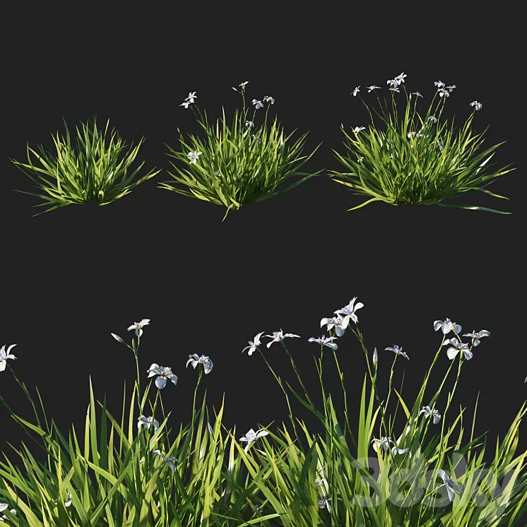 Dietes grandiflora grass 3D Model