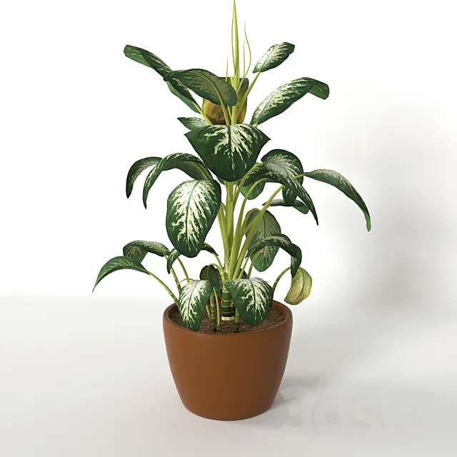 Diffinbahiya 3D Model