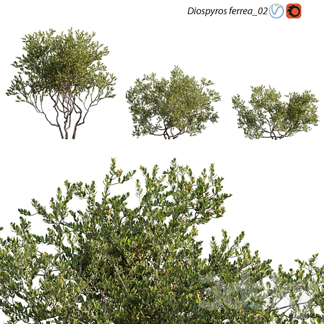 Diospyros ferrea_02 3D Model