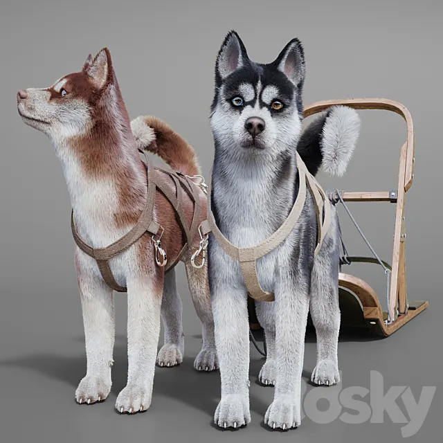 Dog team: Huskies sled pulka. 3D Model