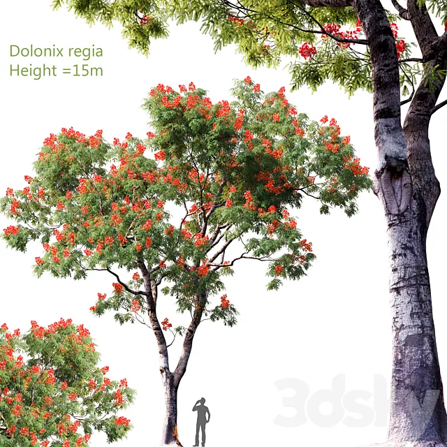 Dolonix regia | Height = 15m # 4 Free Download