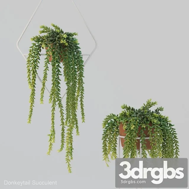 Donleytail Burrostail Succulent Hanging 3D Model Free