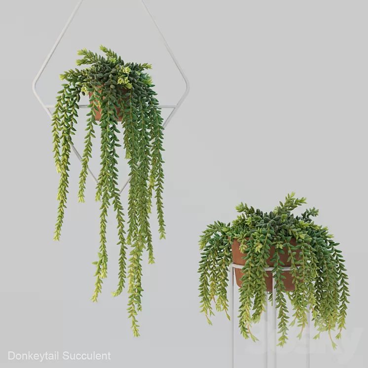 Donleytail | Burrostail succulent hanging 3D Model
