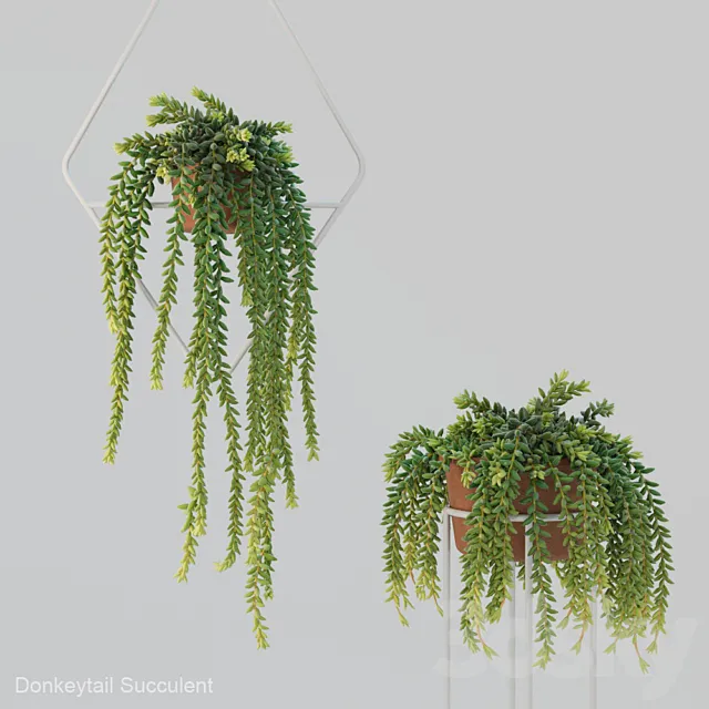 Donleytail | Burrostail succulent hanging 3DModel