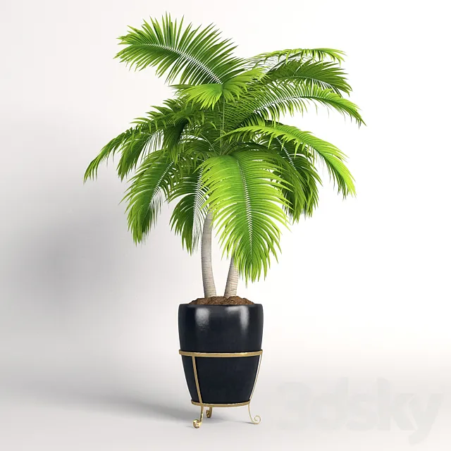 Double palm trees in a pot 3DModel