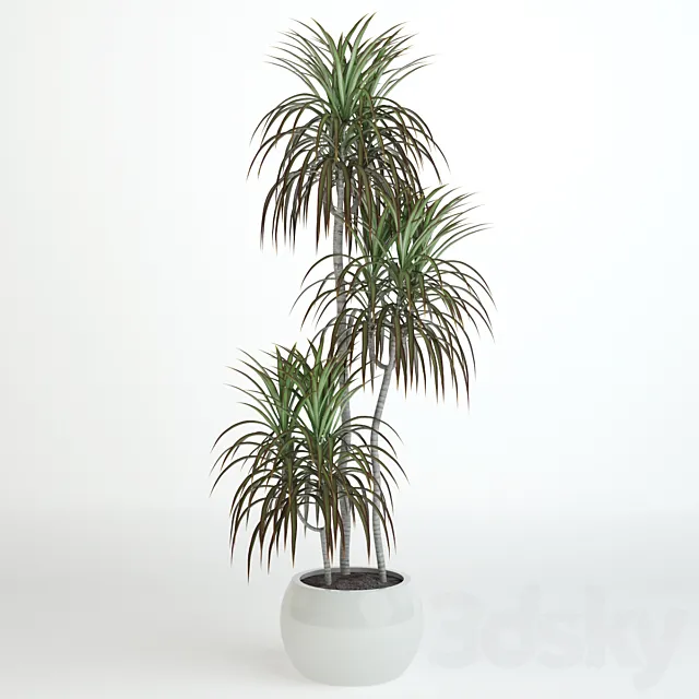 Dracaena 1060 mm 3D Model