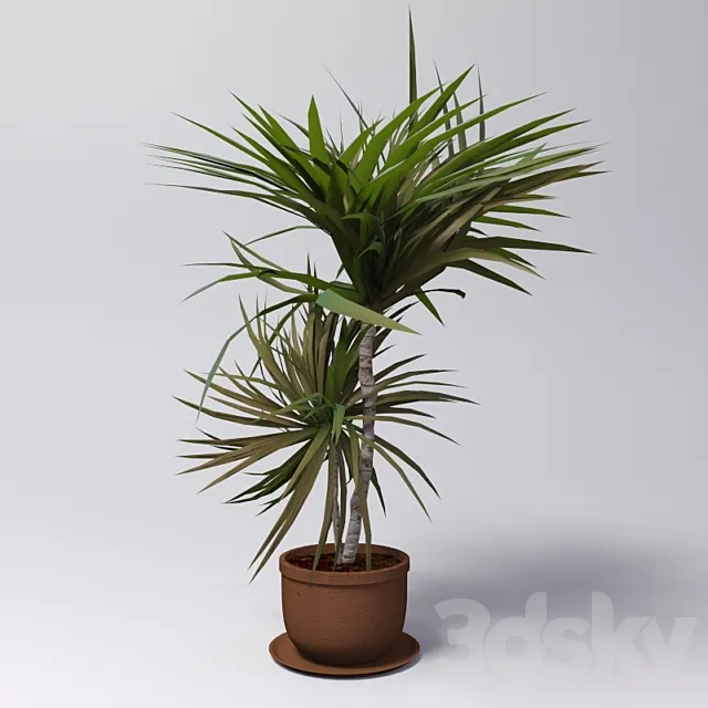 Dracaena 3D Model