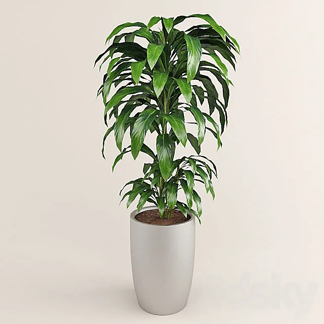 dracaena 3D Model