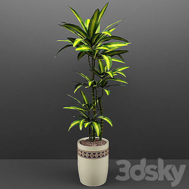 Dracaena 3D Model