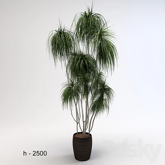 Dracaena 3D Model