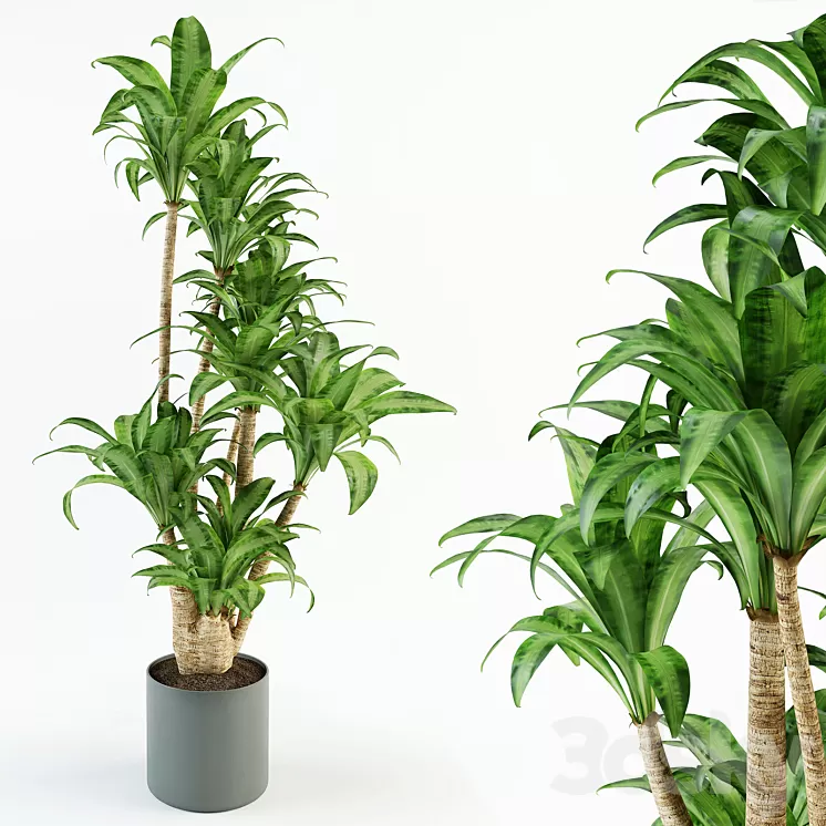 Dracaena 3D Model