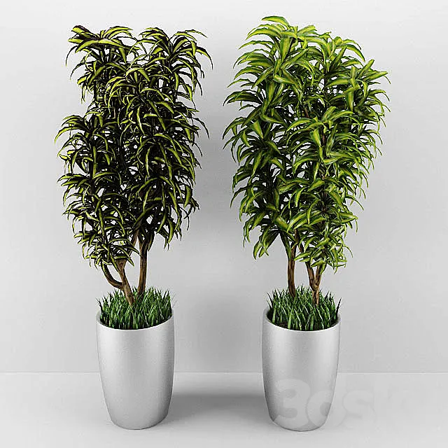 dracaena 3DModel