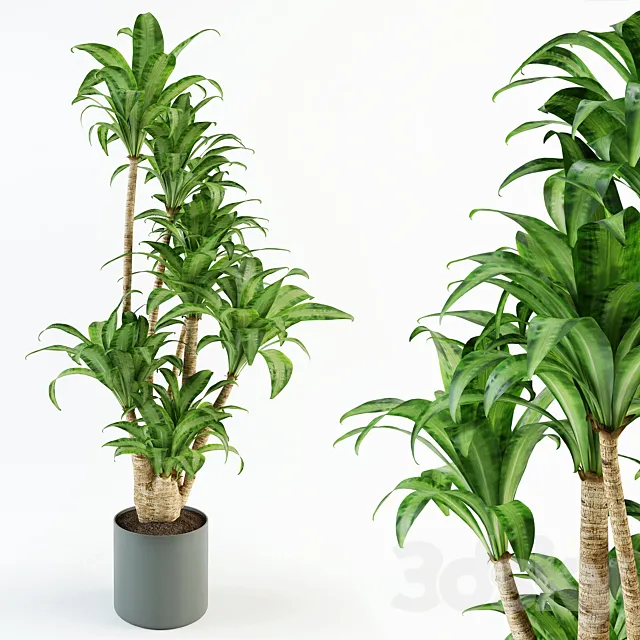 Dracaena 3D Model