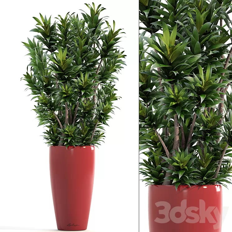 Dracaena 5. Dracaena Reflexa flower pot bush flowerpot interior decorative 3D Model