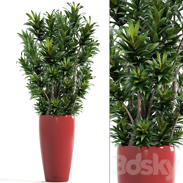 Dracaena 5. Dracaena Reflexa. flower. pot. bush. flowerpot. interior. decorative 3DModel