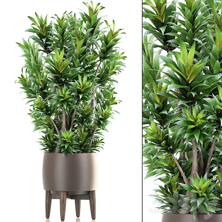 Dracaena 6. Dracaena pot flowerpot bush interior plant indoor 3D Model