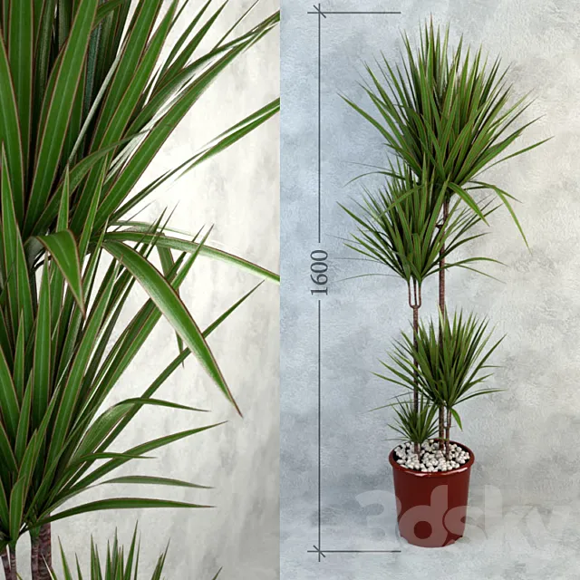 Dracaena Bicolor 3D Model