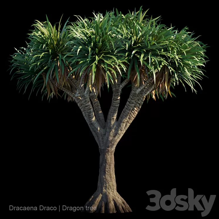 Dracaena Draco | Dragon tree 3D Model