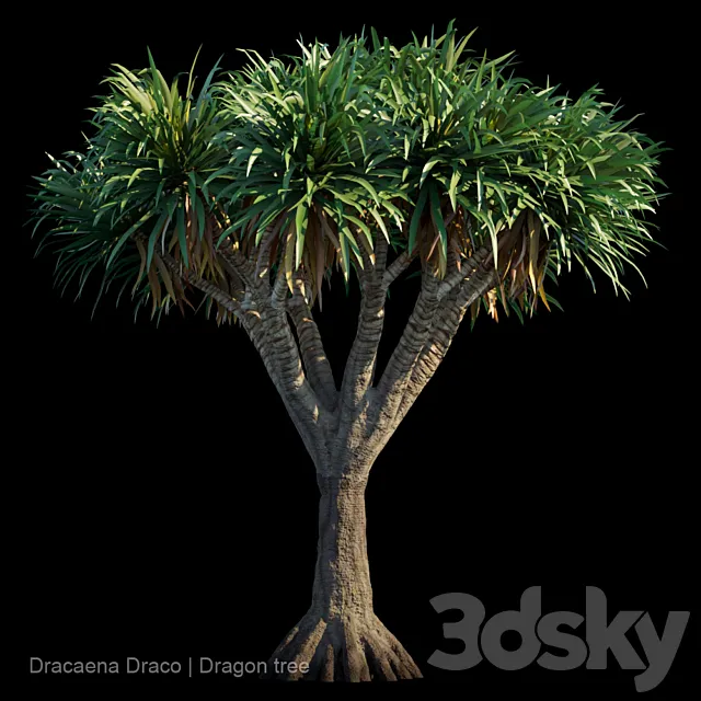 Dracaena Draco | Dragon tree 3DModel