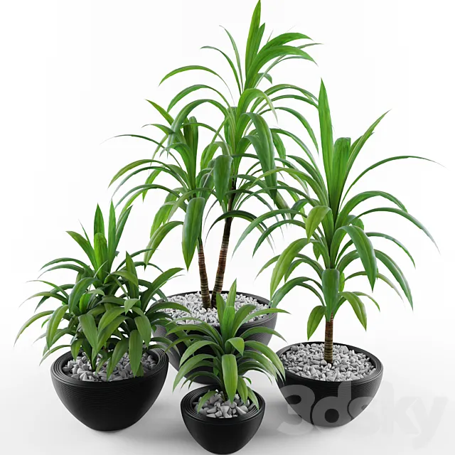 Dracaena fragrans 3D Model