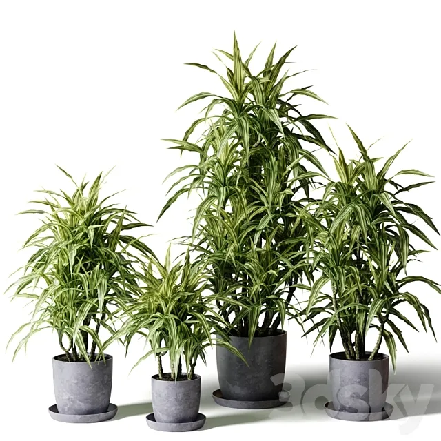 Dracaena fragrant in gray pots Free Download