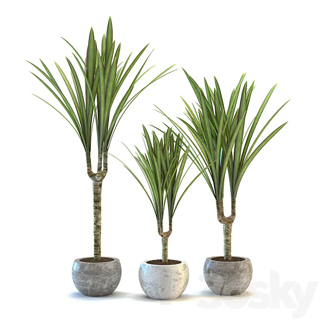 Dracaena fringed 3DModel