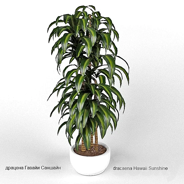 dracaena Hawaii Sunshine 3D Model
