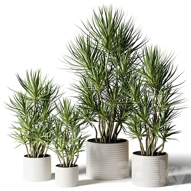 Dracaena in assortment 3D Model