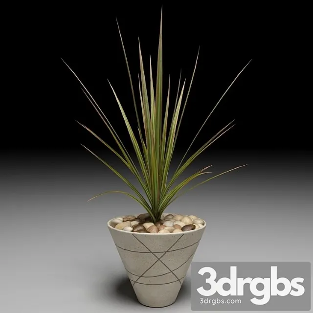 Dracaena Marginata Tree 1 3D Model Free