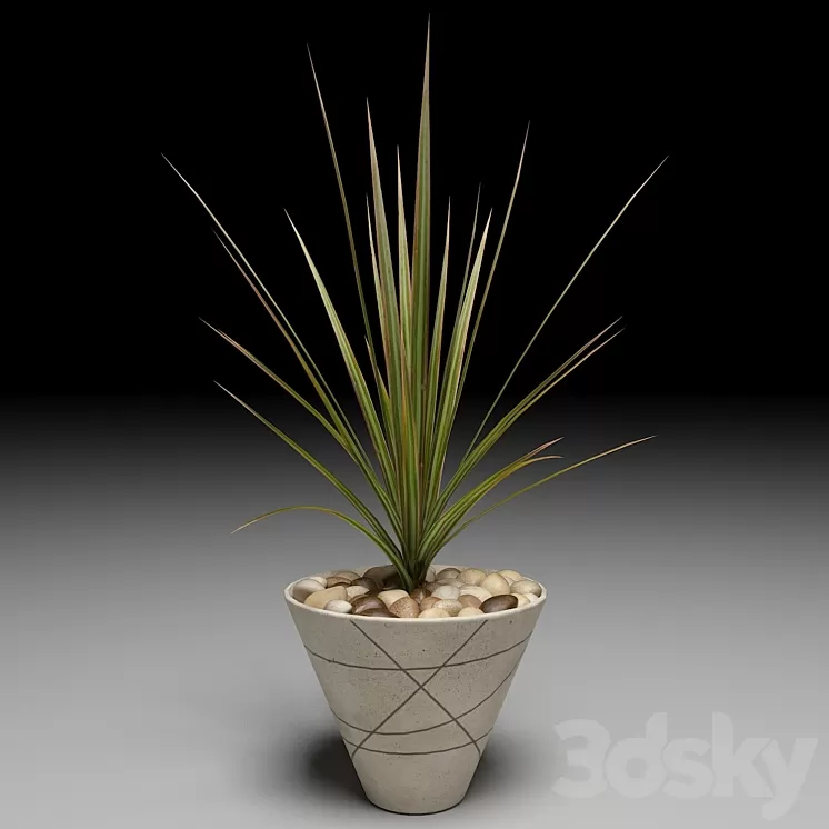 Dracaena Marginata tree
