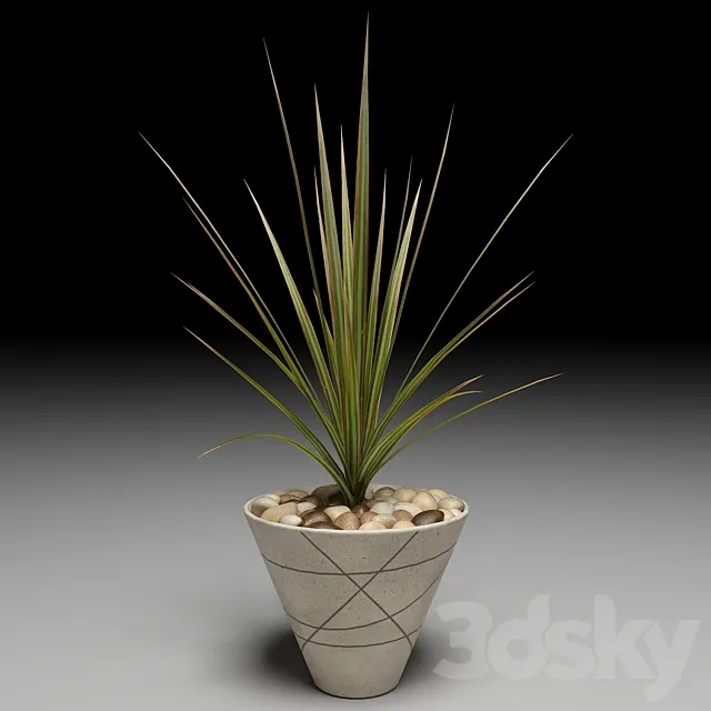 Dracaena Marginata tree 3DModel