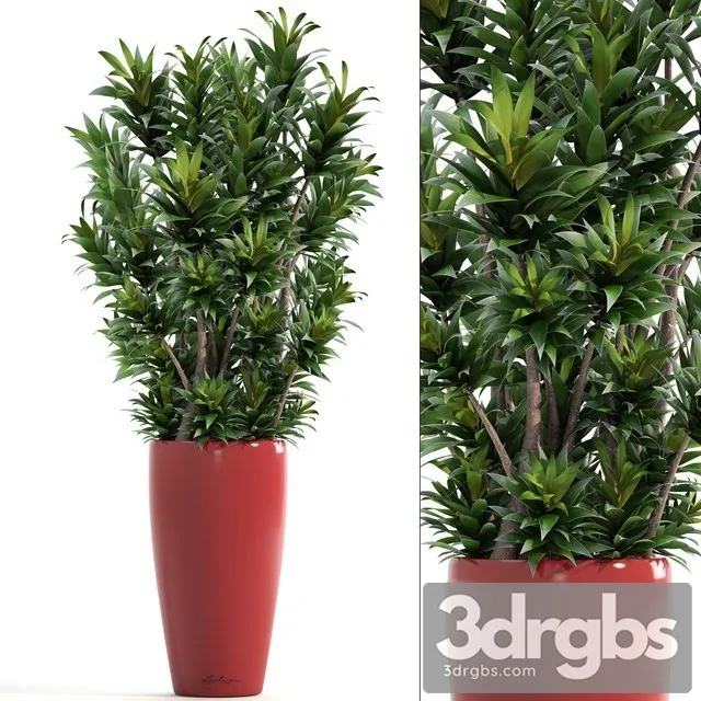 Dracaena Plant 3D Model Free