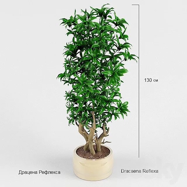 Dracaena Reflex 3D Model